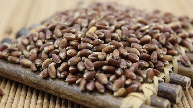  p>黑麦(学名: i>secale cereale /i> l.