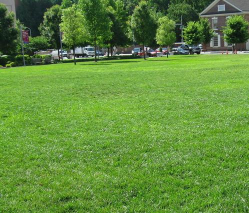  p> a target="_blank" href="/item/草坪草/3931977" data-lemmaid="