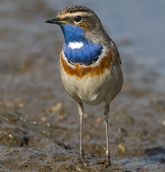  p>蓝点颏中欧亚种(学名: i>luscinia svecica cyanecula /i>)是 a