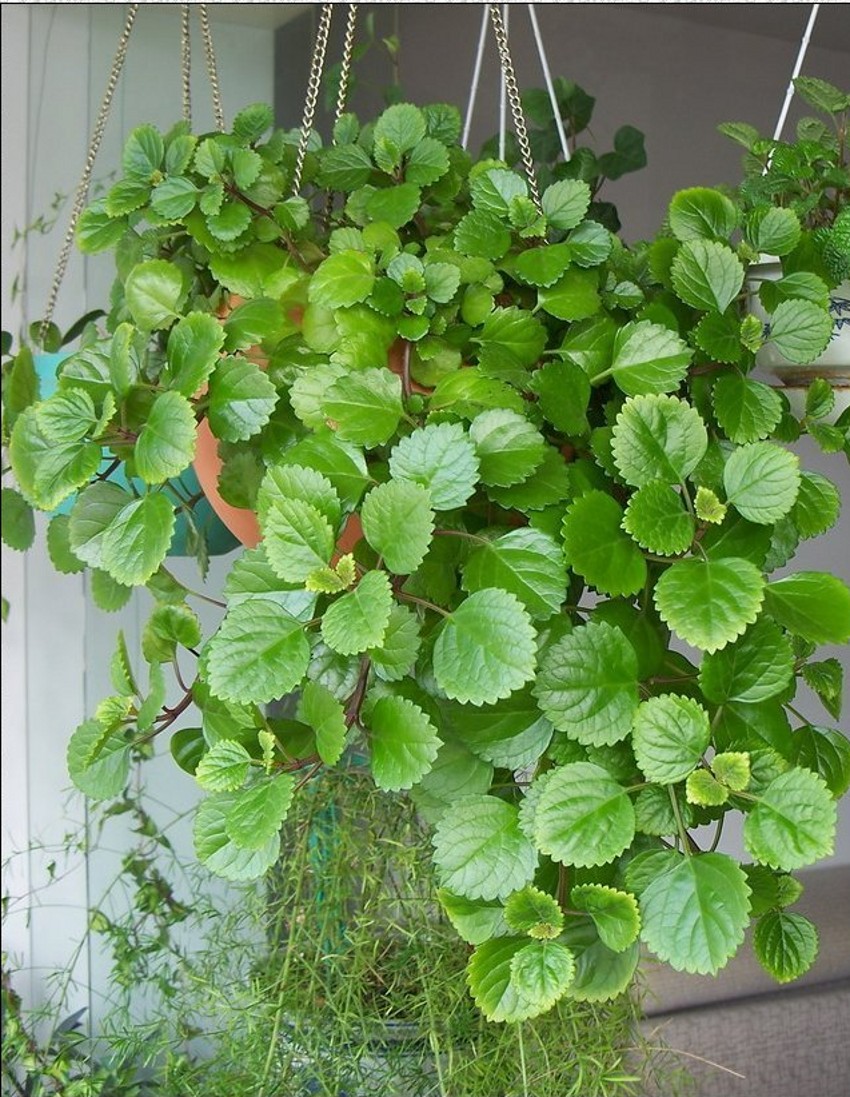 草莓吊兰