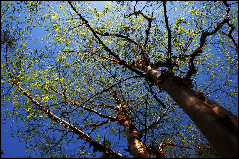  p>桦树是桦木属植物的通称.