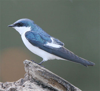  p>白翅树燕是一种雀形目,燕科类生物,分布于南美洲,包括哥伦比亚