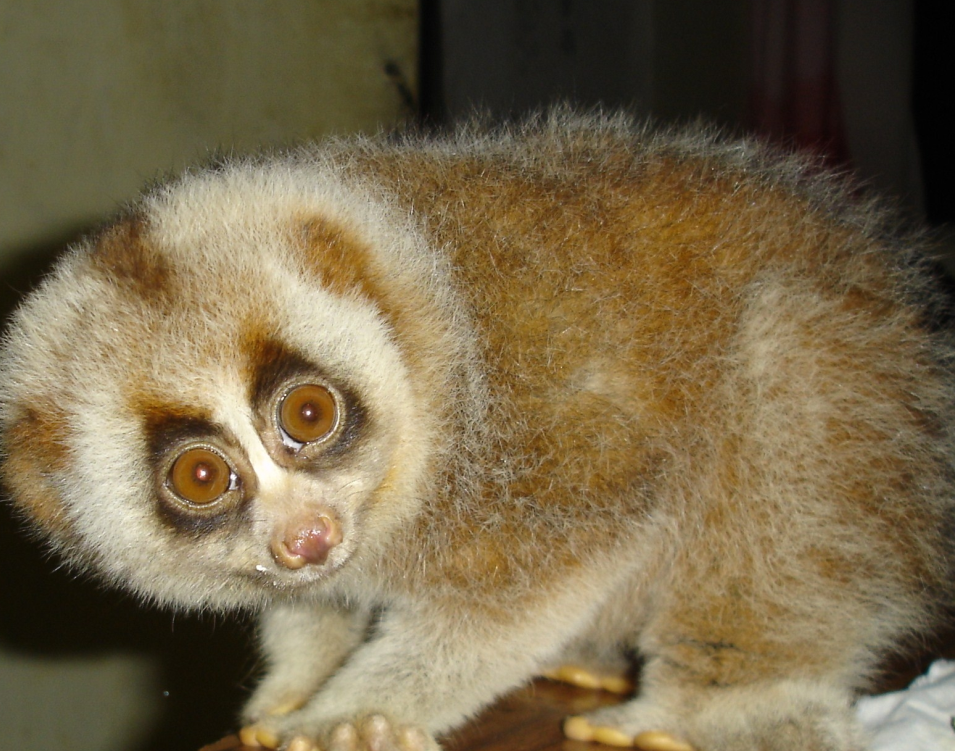  p>倭蜂猴(学名: i>nycticebus pygmaeus /i>),别称小蜂猴,小懒猴,风