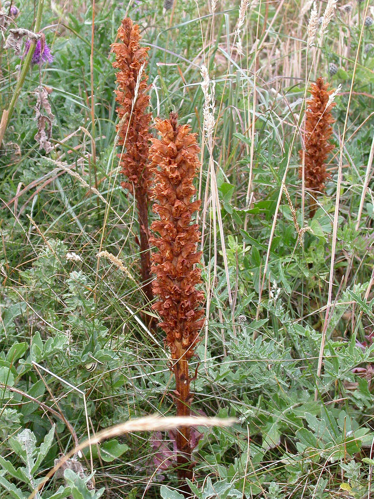  p>列当(拉丁文名: i>orobanche coerulescens /i> steph),别名 a