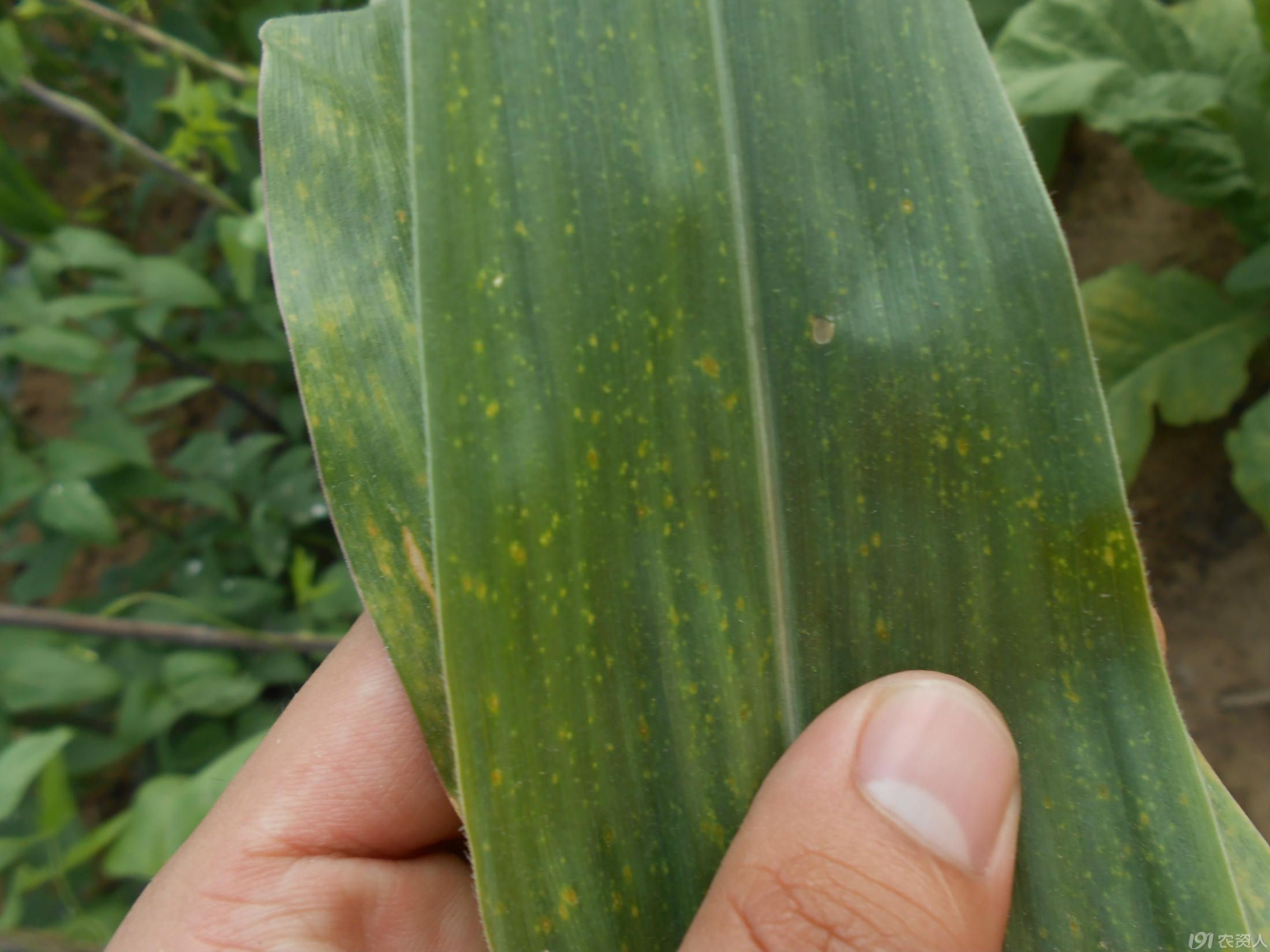 玉米弯孢菌叶斑病