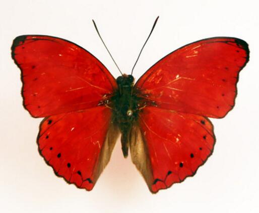  p>漪蛱蝶属是线蛱蝶亚科里的一属,下级分类有串珠