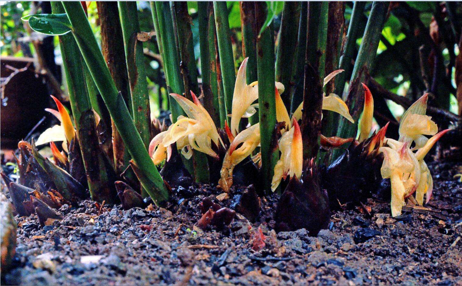  p>西畴阳荷,云南省文山壮族苗族自治州 a target=