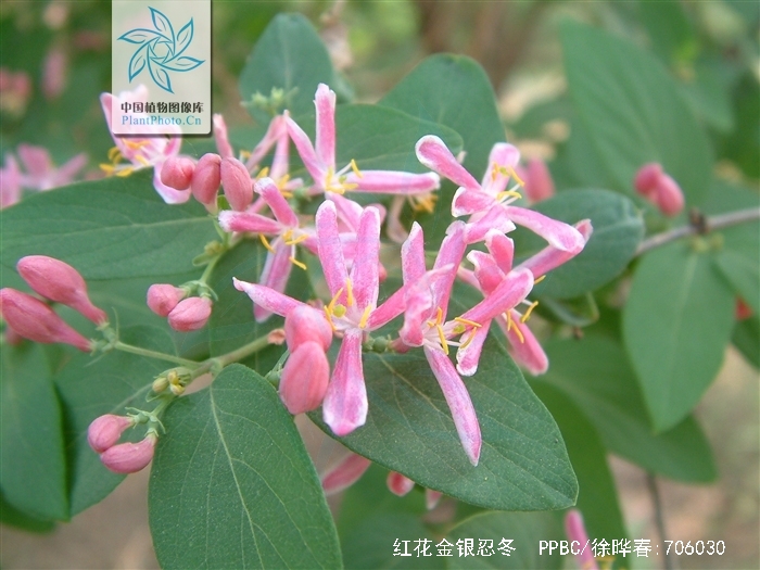  p>红花金银忍冬(学名:lonicera maackii (rupr.) maxim. var.