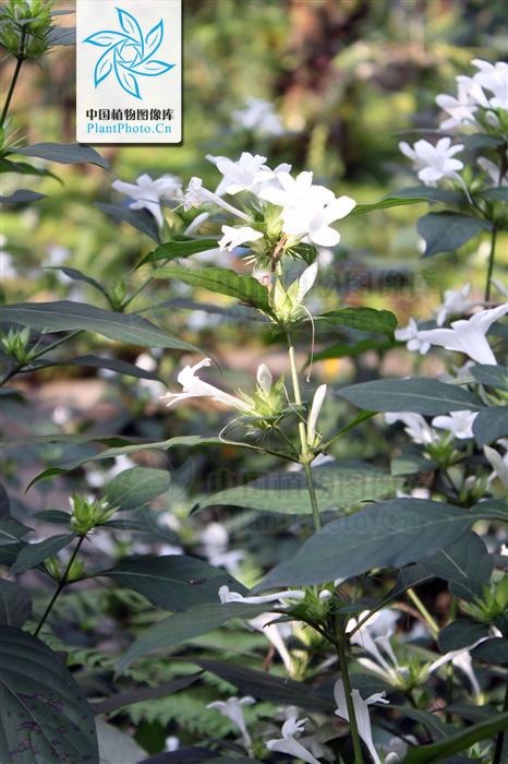  p> b> a target="_blank" href="/item/灵芝草/2588377" data-lemma