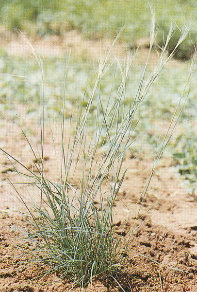 p>长芒草(学名: i>stipa bungeana /i> trin.