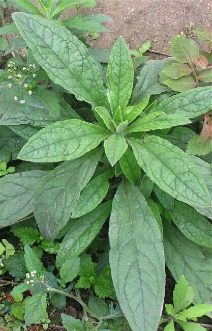  p data-id="gnas04ns9v">小花琉璃草,中药名.