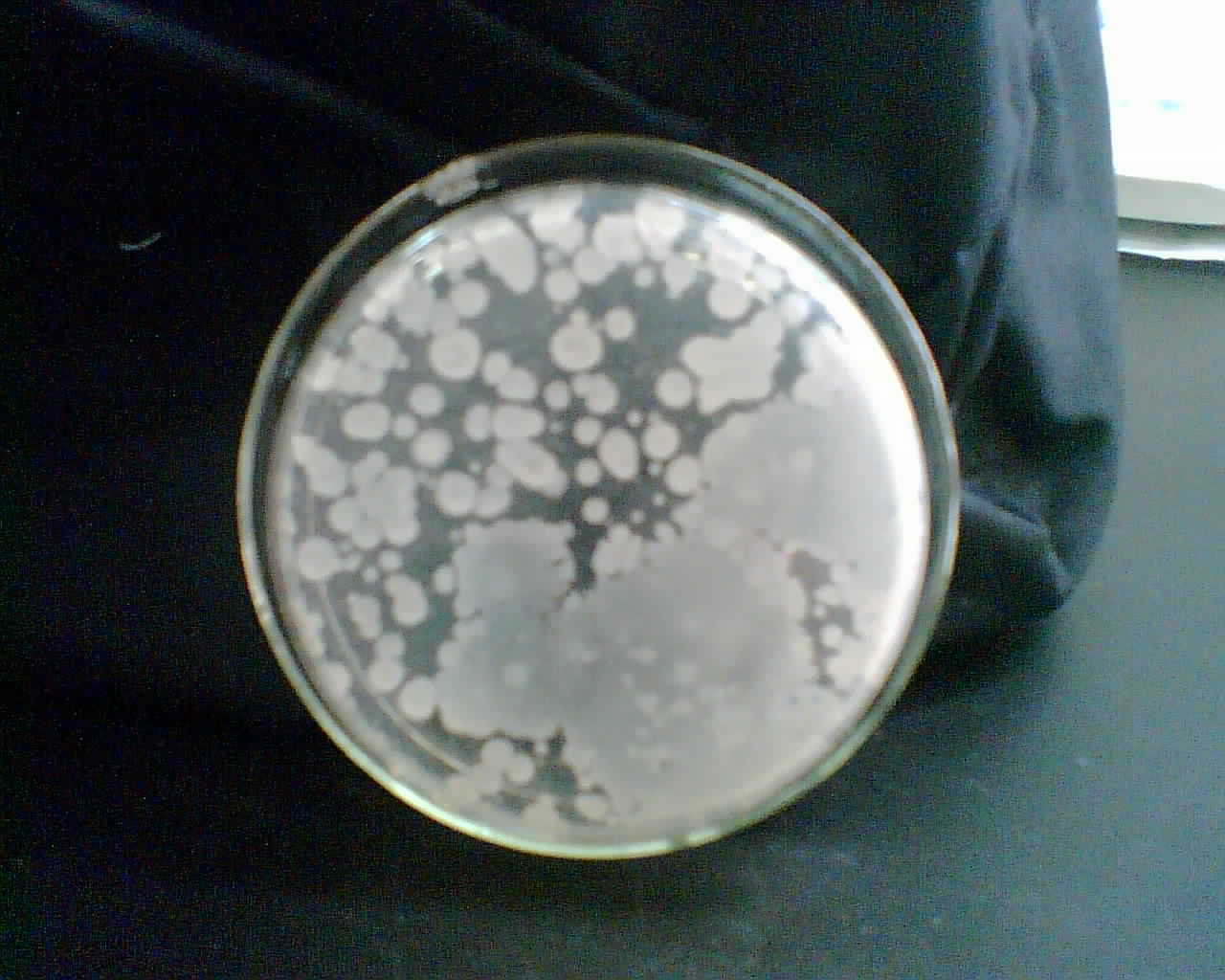 细菌菌落