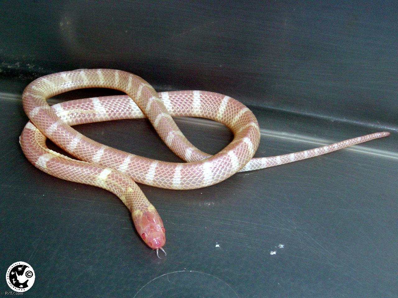  p>银环蛇( i>bungarus multicinctus /i>),是眼镜蛇科环蛇属的一种