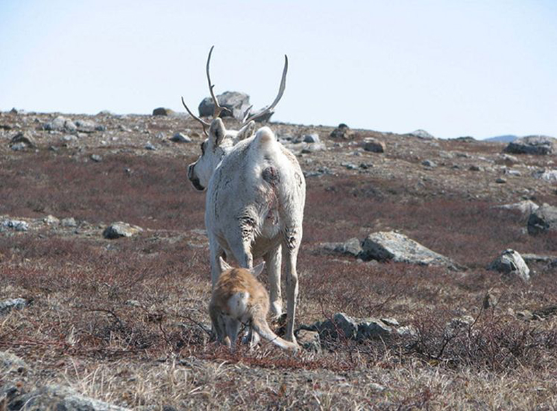migratory woodland caribou