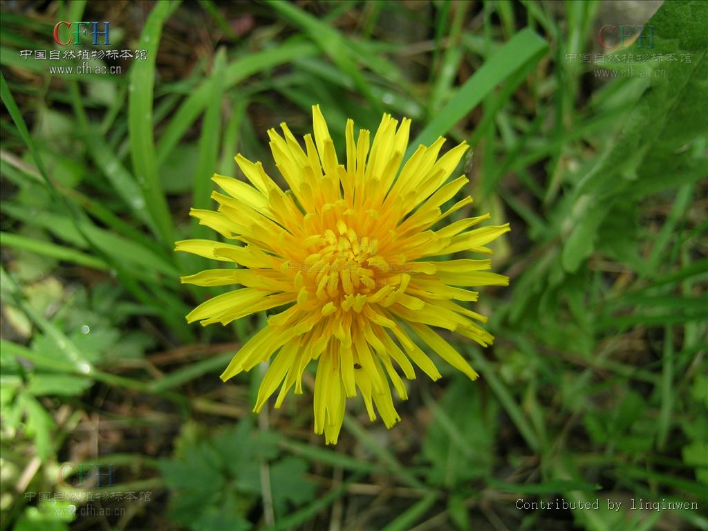  p>白缘蒲公英(学名: i>taraxacum platypecidum diels /i>)是 a href
