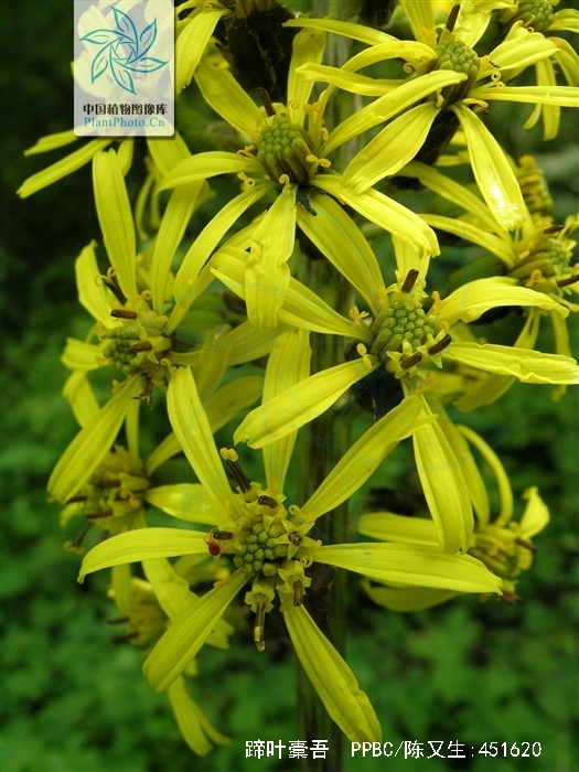  p>蹄叶橐吾(学名: i>ligularia fischeri  /i>(ledeb.) turcz.