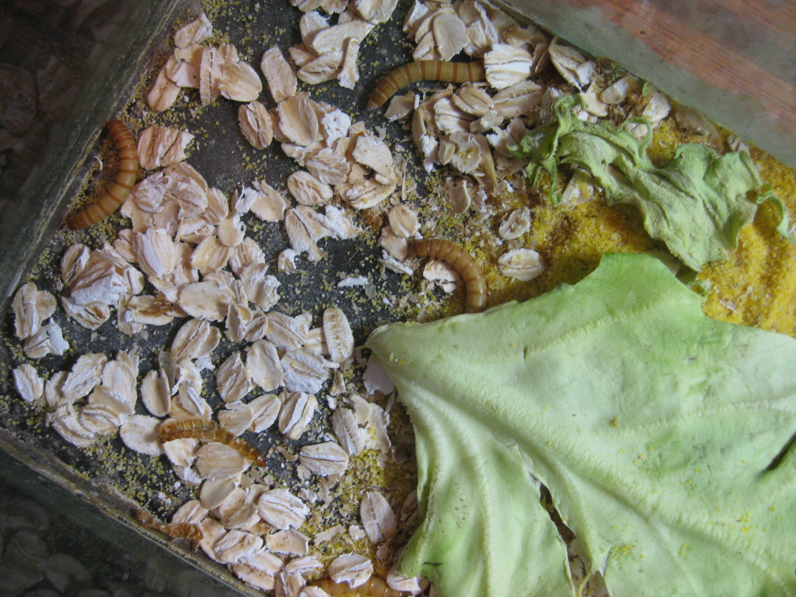  p data-id="gnt536cc10">黄粉虫俗名面包虫,为鞘翅目拟步甲科粉甲属