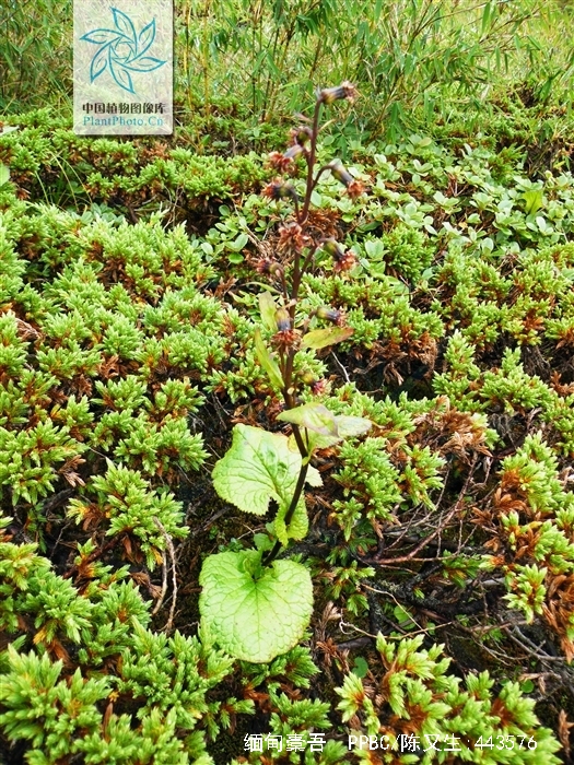  p>缅甸橐吾(学名:ligularia chimiliensis chang)是菊科橐吾属植物
