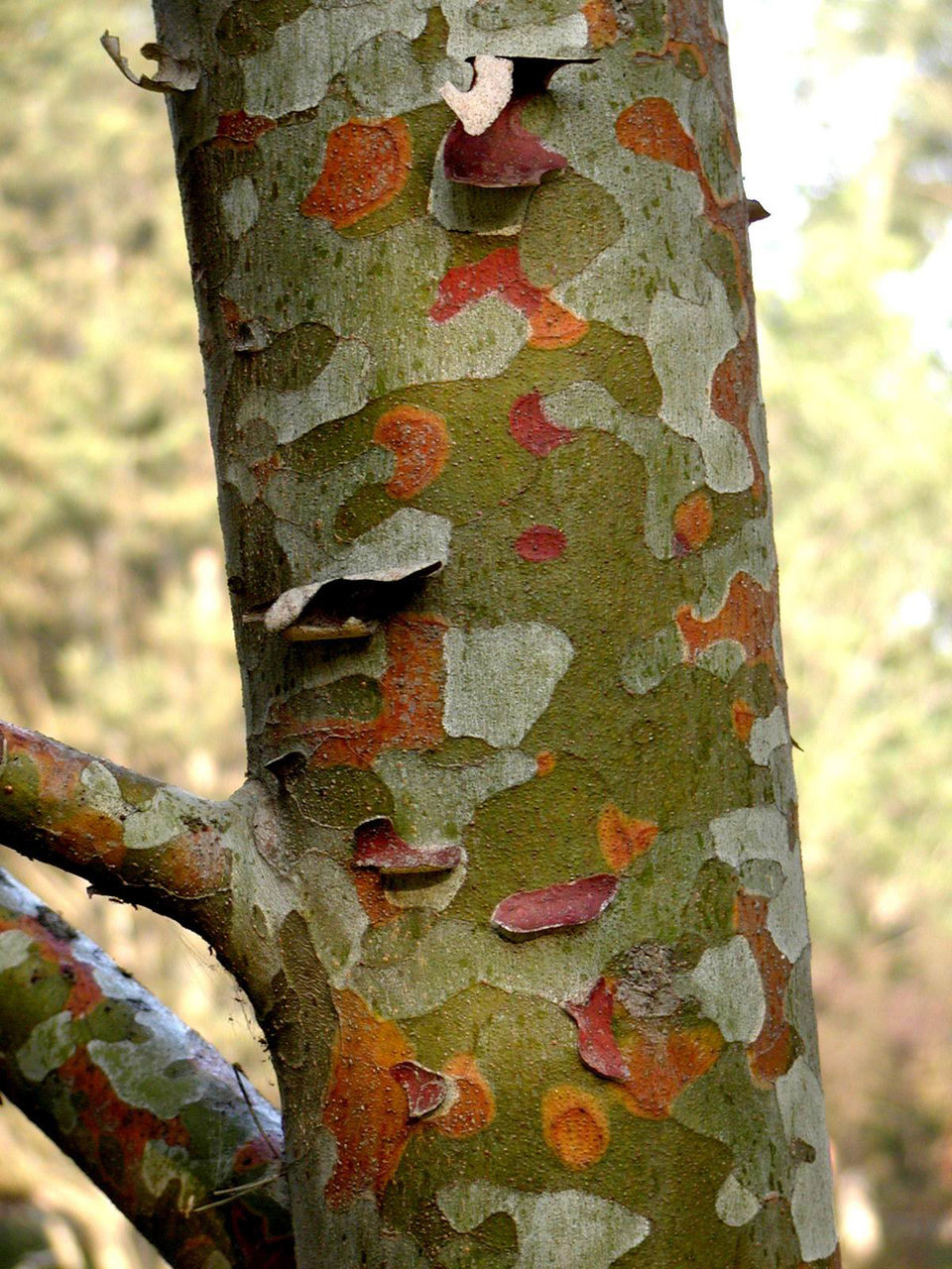 pinus bungeana zucc. ex endl.