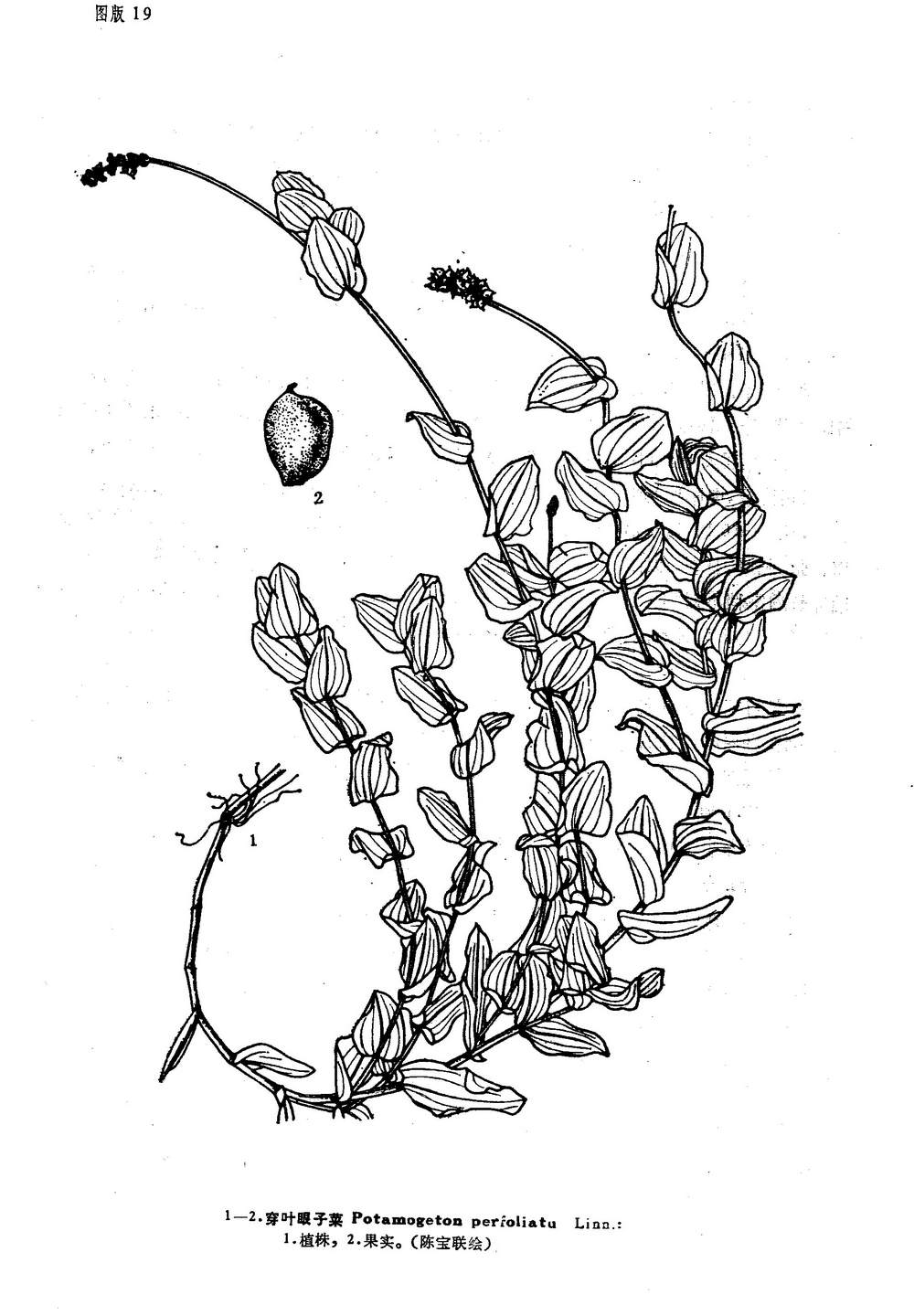  p>穿叶眼子菜(学名:potamogeton perfoliatus l)为 a href="#">眼子