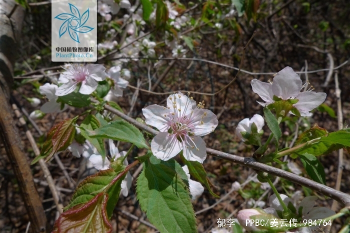  p data-id="gnbugx4bov">郁李,别名爵梅,秧李,拉丁文名:cerasus