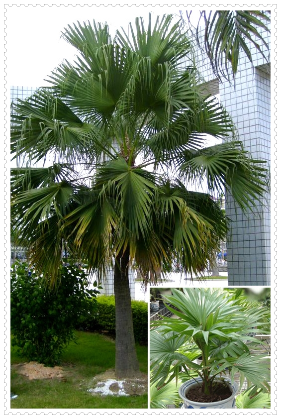 分类学中是棕榈科 a target="_blank" href="/item/蒲葵属/3213733"