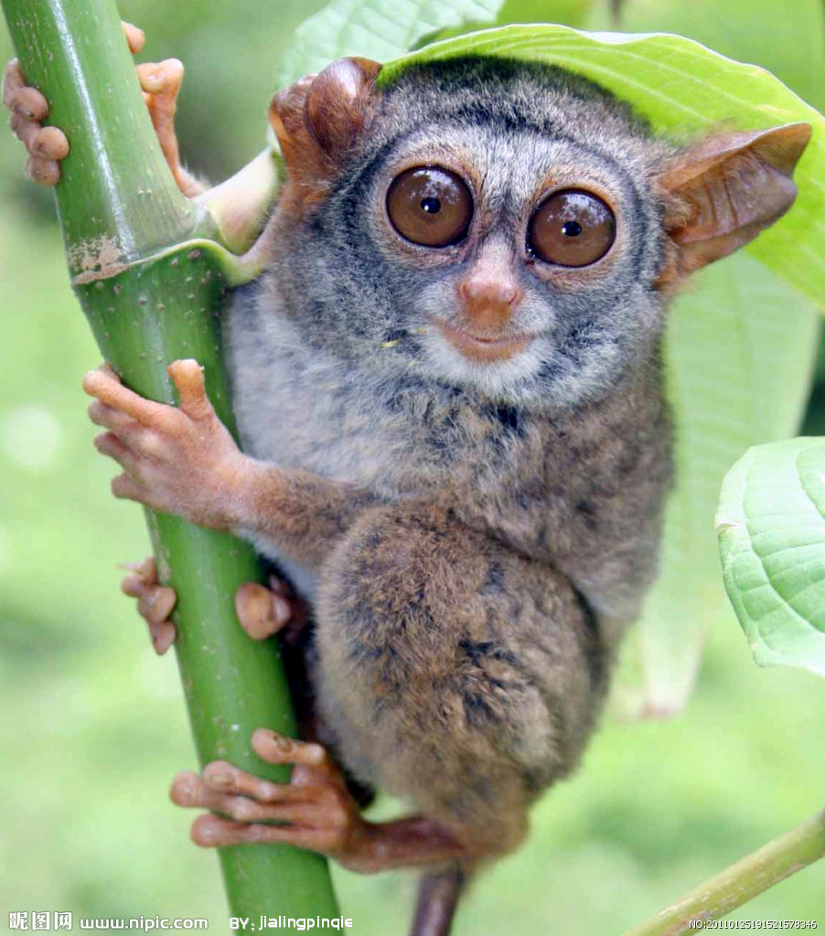 id="4878669">跗猴 /a>,属灵长目简鼻亚目跗猴型下目 a>眼镜猴科 /a>