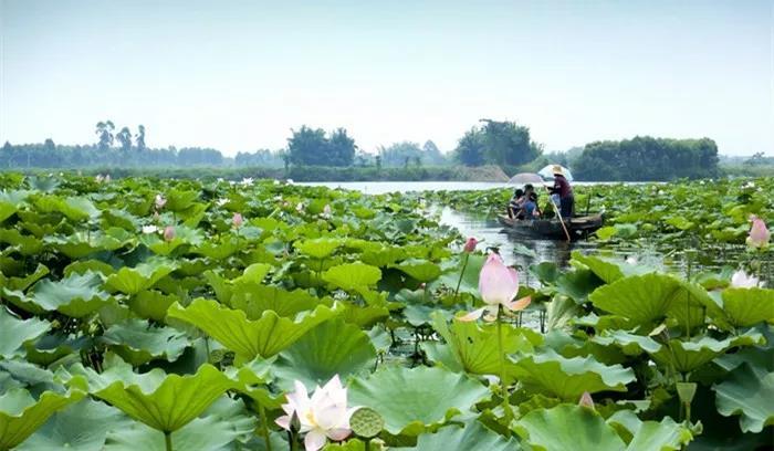  p data-id="gnvjzr67ih">古劳水乡又称围墩水乡,据史载,距今700多年