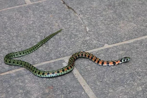 jtt3cnh">虎斑颈槽蛇(学名: i>rhabdophis tigrinus /i>)俗名野鸡脖子