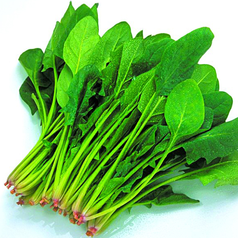 日本大叶菠菜