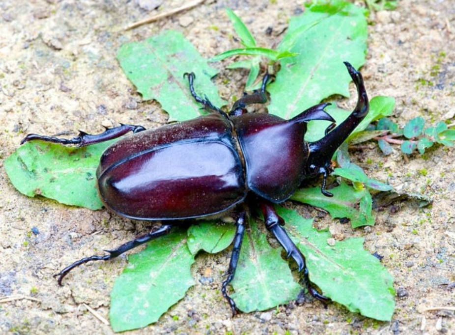 id="tgu5ilinixvw">双叉犀金龟,是鞘翅目犀金龟科叉犀龟属 /span> sup