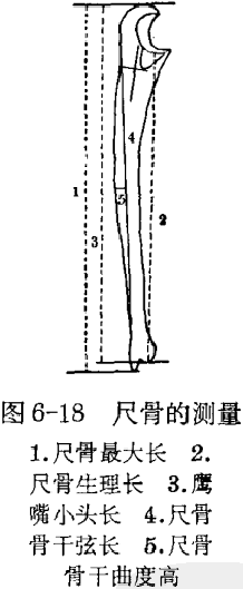 头臂长是什么意思 全网资源