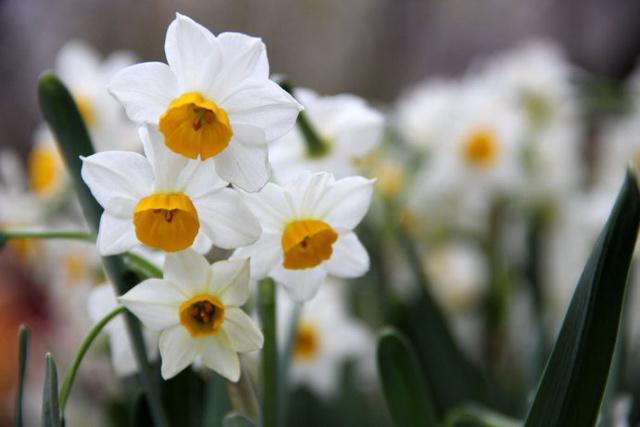 水培的水仙不易结种子 花谢后基本完成了使命 百科ta说