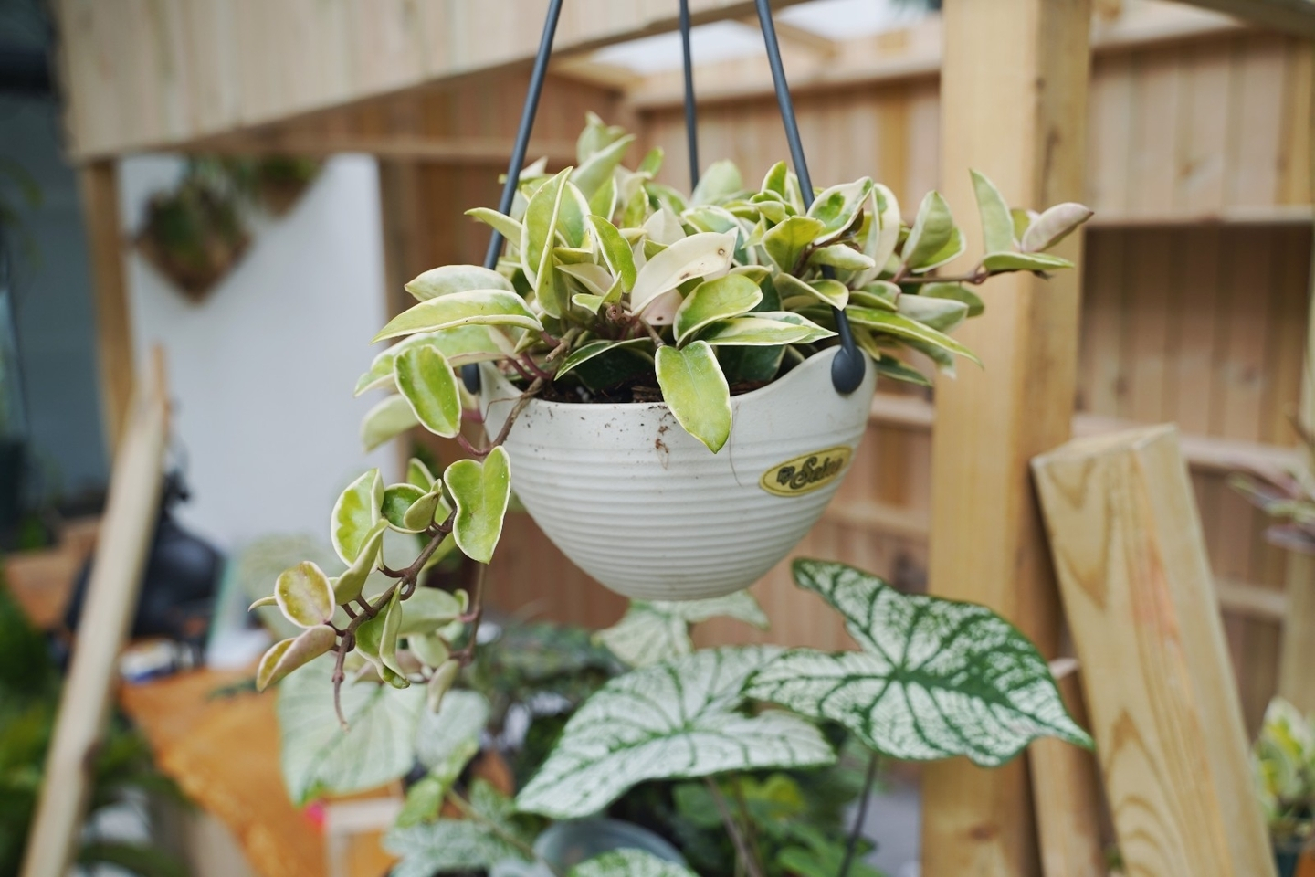 克林克外锦球兰