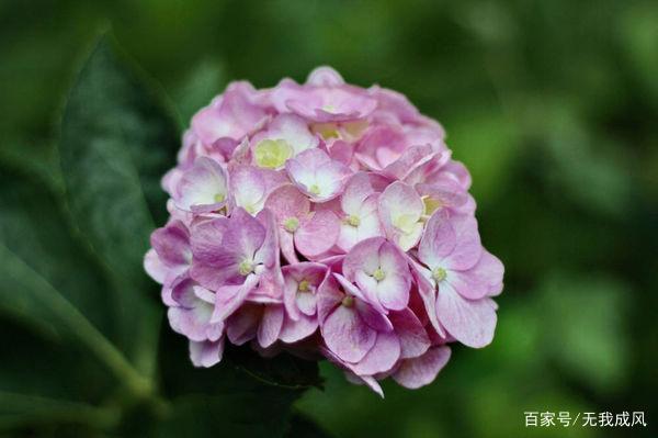 八仙花的生长习性，主要品种介绍及栽培管理！_百科TA说
