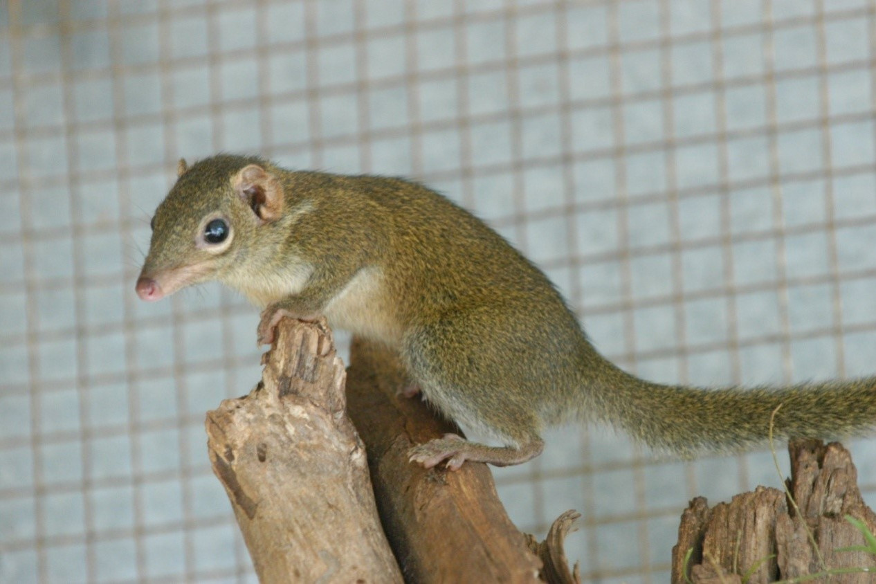  p>白齿鼩属是一种鼩鼱科动物. /p>