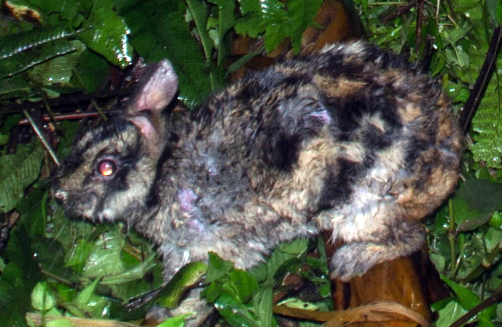  p>苏门答腊纹兔(学名: i>nesolagus netscheri /i>):兔科,纹兔属动物