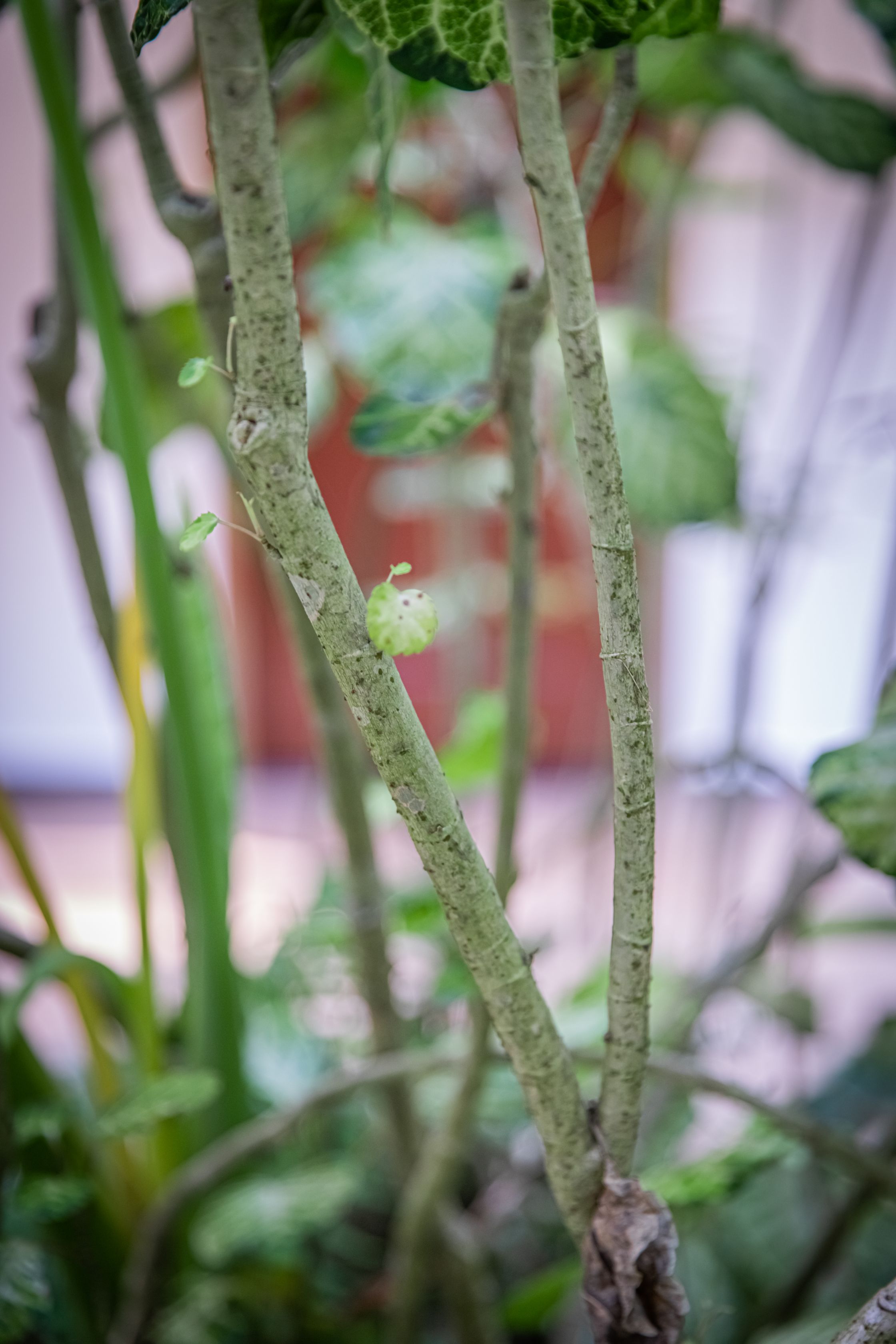  p data-id="gnxbivywkf">圆叶南洋参( i>polyscias scutellaria /i>