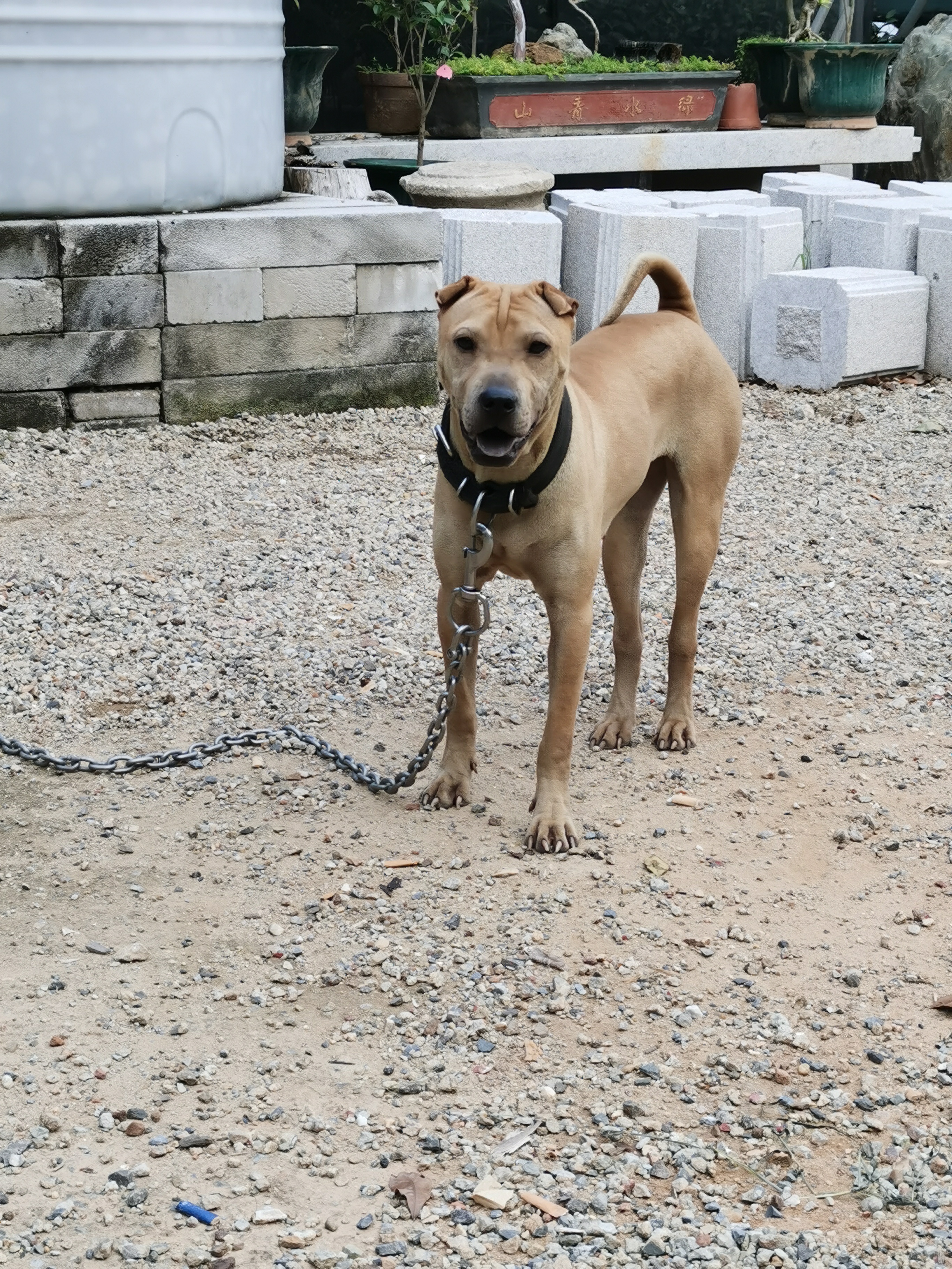 " data-lemmaid="219665">标准 /a>为hkka(hong kong and kowloon