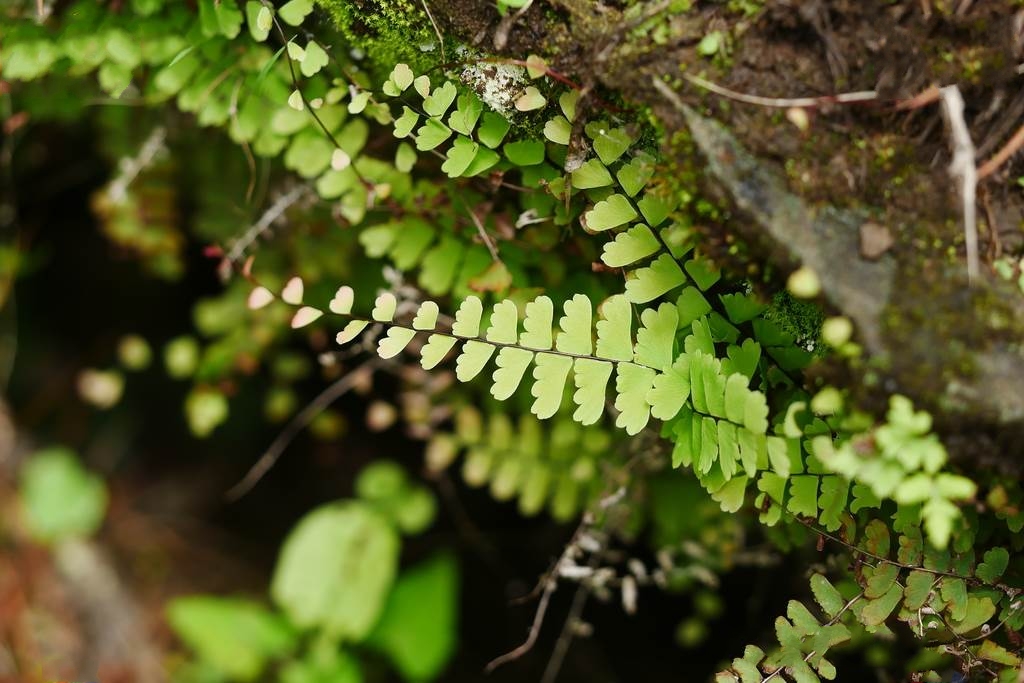  p>普通铁线蕨(学名: i>adiantum edgeworthii /i> hook.
