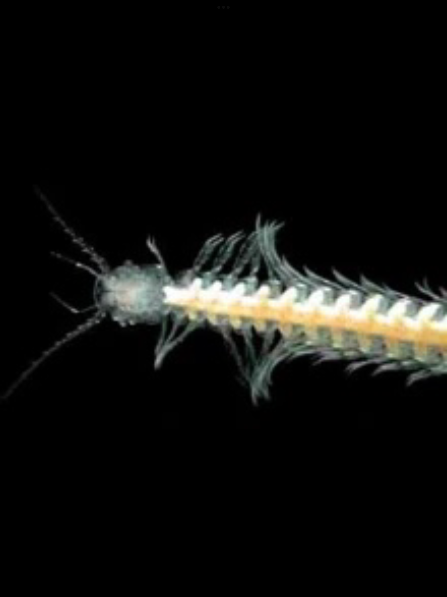 "/item/甲壳亚门/1588489" data-lemmaid="1588489">甲壳亚门 /a>动物