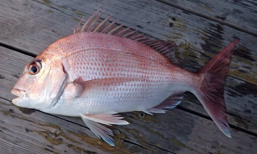  p>真鲷(学名: i>pagrus major /i>)是鲷科,真鲷属鱼类.