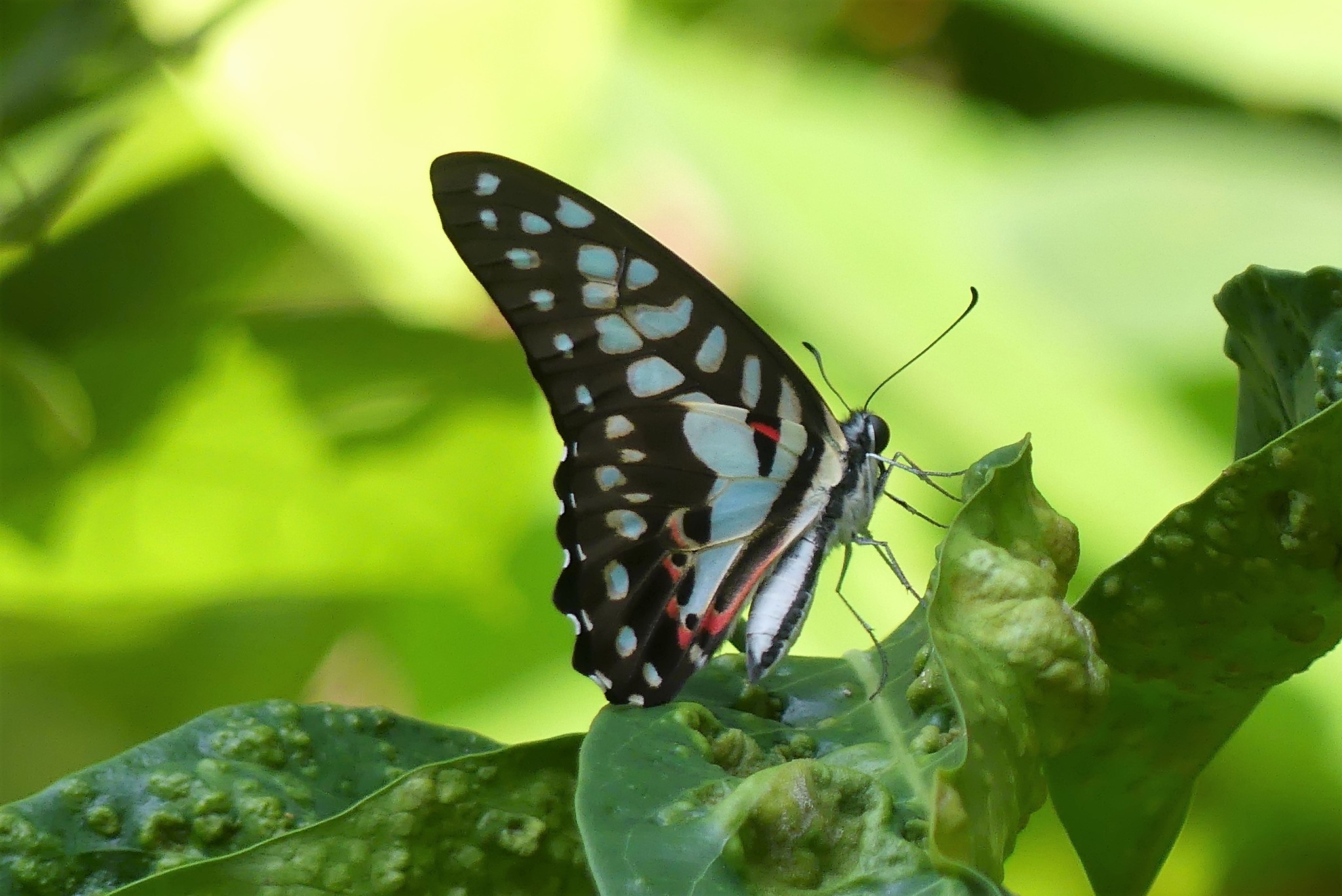  p>碎斑青凤蝶(学名: i>graphium doson /i>)是凤蝶科,青凤蝶属昆虫.