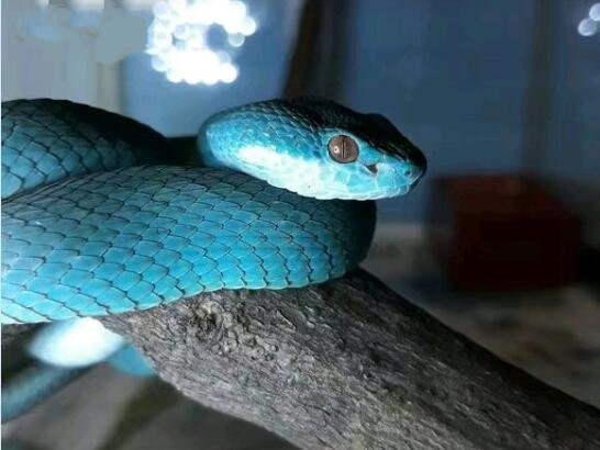 cantori),是属于 a target="_blank" href="/item/蝰蛇科/1772163"