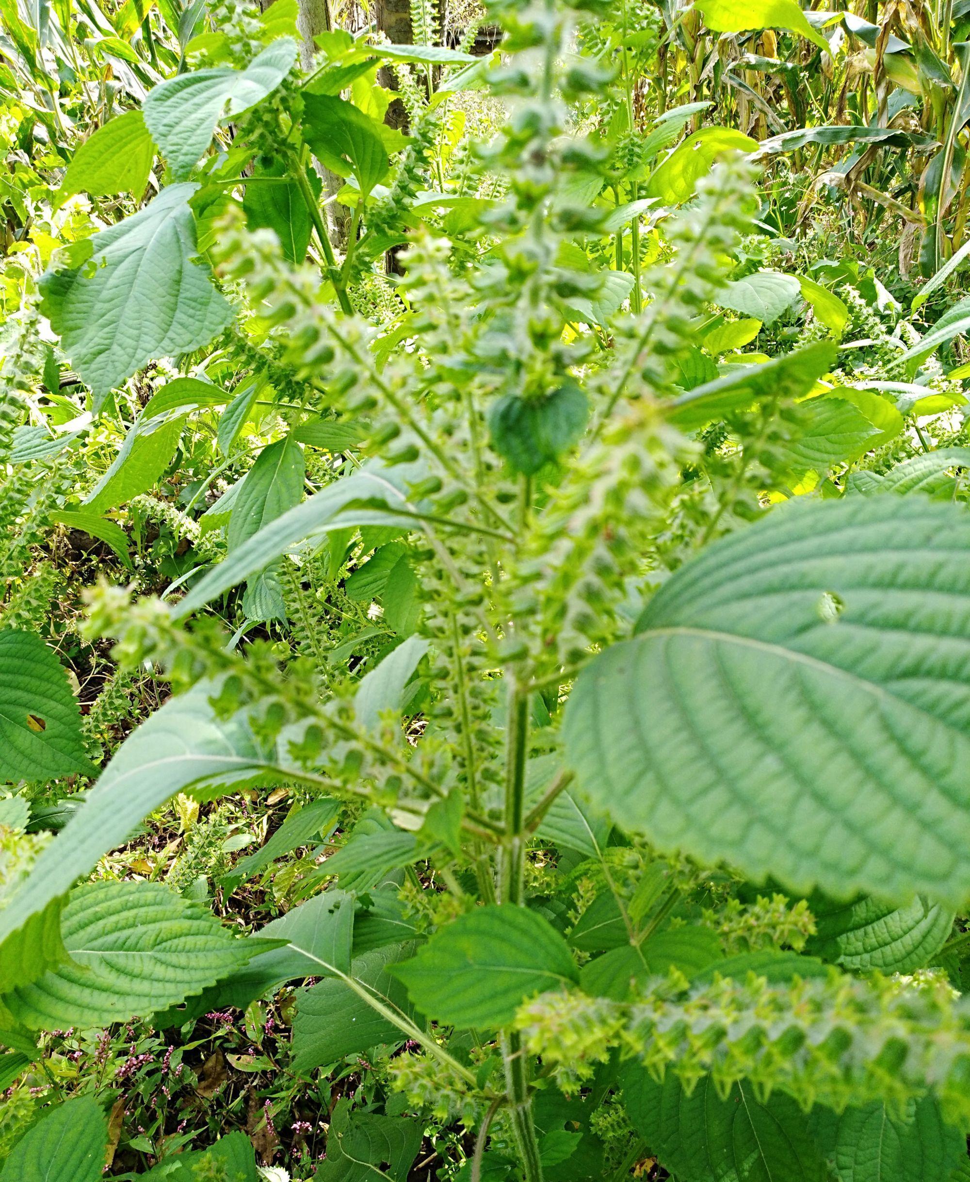  p data-id="taevjvmtb3db">苏子是唇形科紫苏属一年生草本植物紫苏的