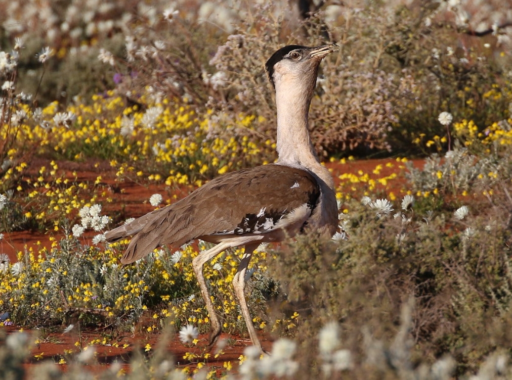 austrotis australis melvillensis