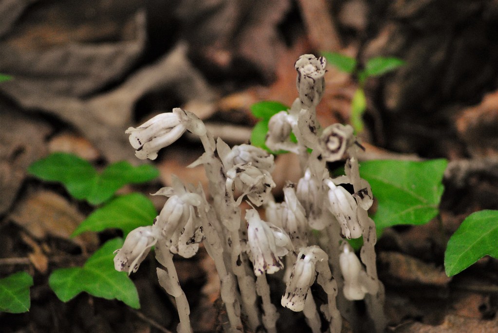 是鹿蹄草科,水晶兰属多年生草本腐生植物.