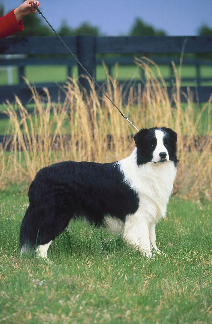  p>边境牧羊犬(英文名:border collie)是一种牧羊犬,为 a target="