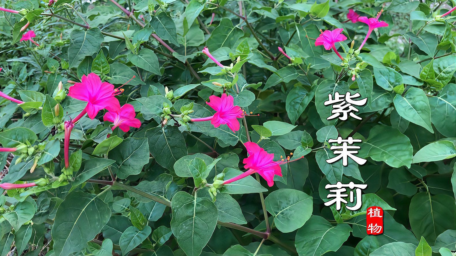 紫茉莉 紫茉莉科紫茉莉属植物 百度百科