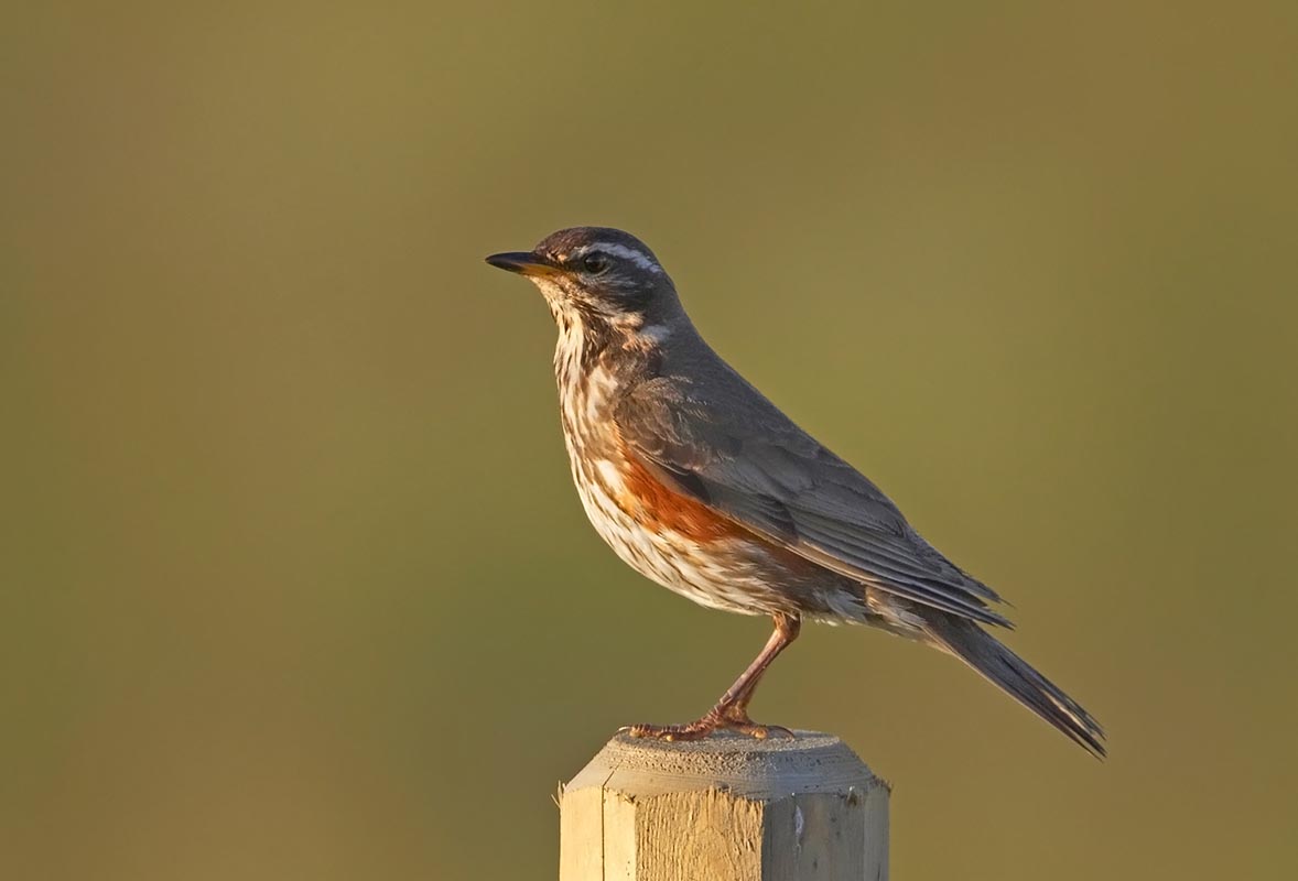  p>白眉歌鸫(学名: i>turdus iliacus /i>)是鸫科,鸫属中型鸟类,体长